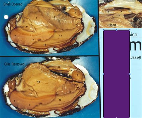 Image result for Calm Shell