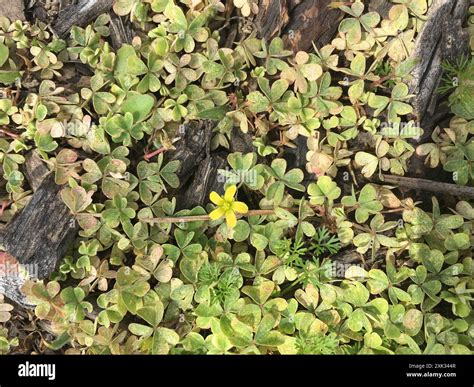 Creeping Woodsorrel (Oxalis corniculata) Plantae Stock Photo - Alamy