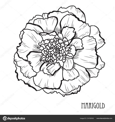 Marigold Flower Line Drawing | Best Flower Site