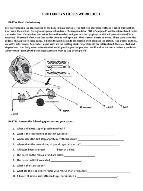 Image result for Protein Synthesis Diagram Worksheet