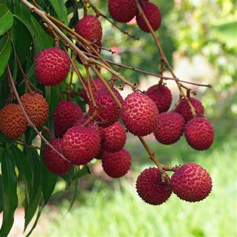 Litchi Guide: Which Parts Are Actually Edible?