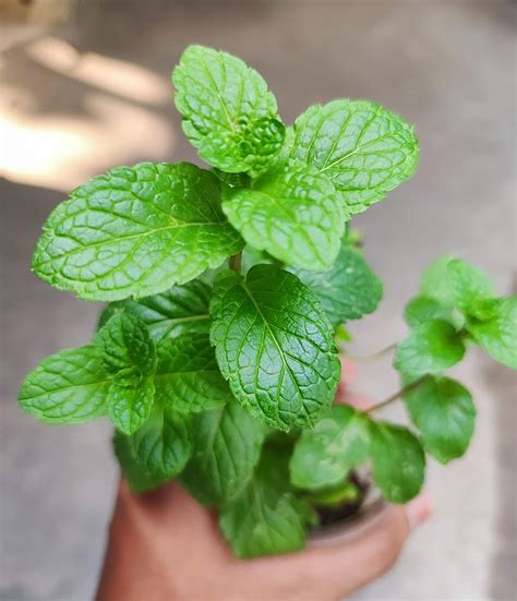 Gachwala Pudina Plant, Mint Plant Live, (Mentha spicata subsp) Live Medicinal Plant, Puthina ...