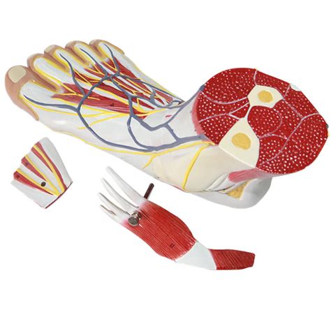 Buy Foot Anatomical Model, 1:1 Life Size, Medical Anatomical Main ...