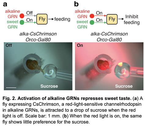 Alkaline taste sensation through the alkaliphile chloride channel in Drosophila | Research ...