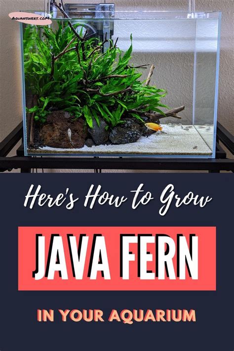 Image result for Growing Java Fern in a Bucket