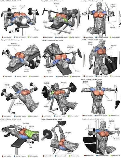Pin by Ha Tan on gym | Workout plan gym, Chest workouts, Gym workout ...