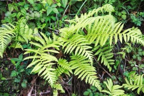 Image result for Pteridophytes Reproduction