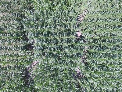 Maize Tassel Detection - Dataset Ninja