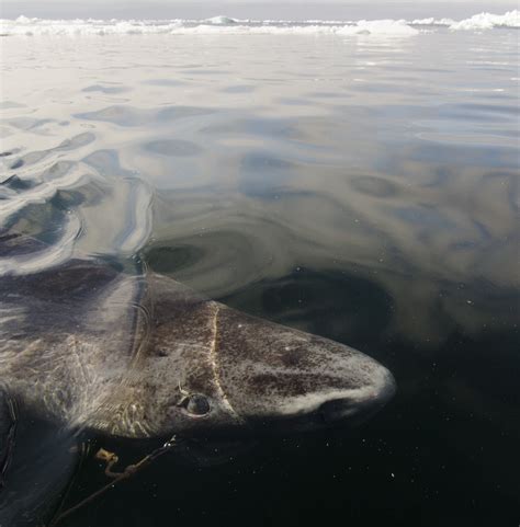 Greenland Shark Eat Polar Bear