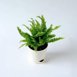 Dream mall Platycladus/Morpankhi Plant Price in India - Buy Dream mall ...