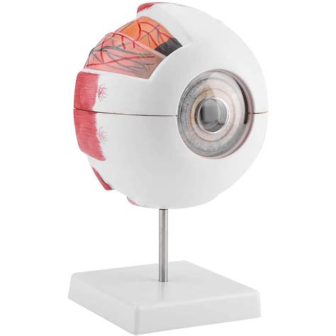 Buy XIEZI Anatomical Model 6X d Human Eye Model Eyeball Anatomy Human ...