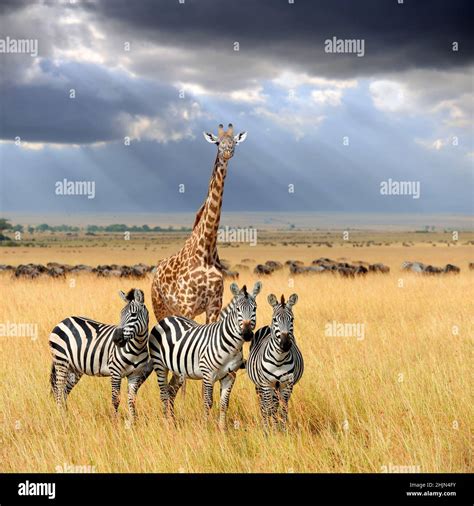 Zebra And Giraffe Mixlion
