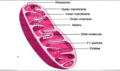 Based on following diagram and your knowledge, answer the following ...