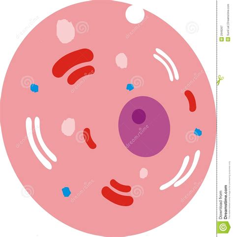 Animal Cell Clipart | Free download on ClipArtMag