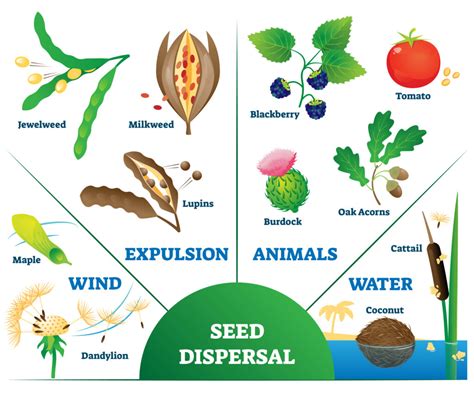 Seed Dispersal Examples 的图像结果