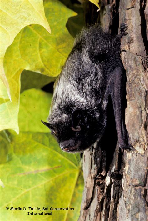 Silver-Haired Bats (Lasionycteris noctivagans) are believed to be one ...