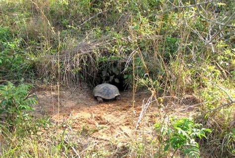 Image result for Using Camera to Explore Gopher Tortoise Burrow