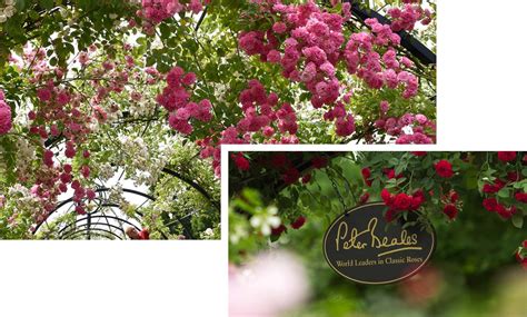 Peter Beales Roses - Buy roses Online from the World Leaders in Shrub, Climbing, Rambling and ...