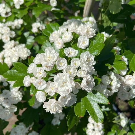 Боярышник морденский Тоба (сетка) из каталога Лиственные деревья и ...