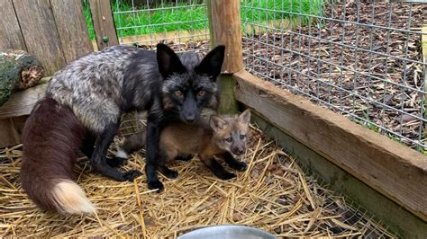 'Family-friendly' Somerset business breeding and selling foxes as ...