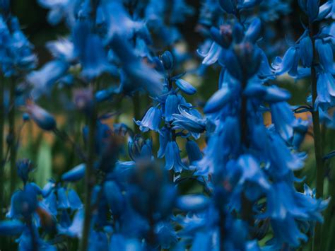 Blue Bell Flower Hd Images | Best Flower Site