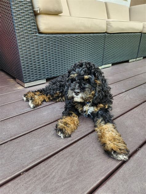 Image result for Cockapoo Grown Up