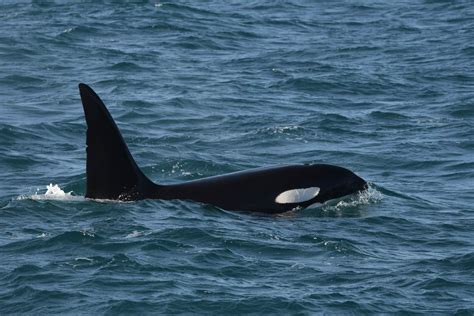 Nature’s Oddest Predator-Prey Relationship: Orcas Hunting Moose | ExplorEarth