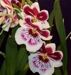 immagini fiori orchidee orchidee domande e risposte fiori quando regalare orchidee immagini fiori orchidee orchidee domande e risposte fiori quando regalare orchidee