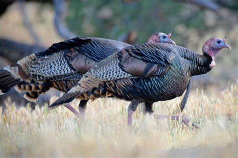 Wild Turkey Sounds to Master Before Your Next Hunt