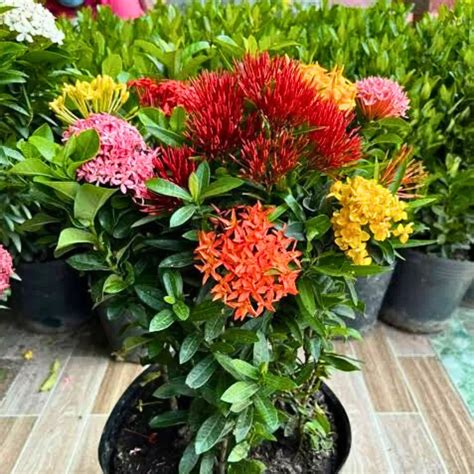 Dwarf Ixora "Multicolor Flowering" - Plant – Lalit Enterprise