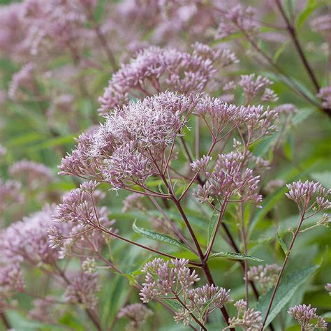 Amazon.com : CHUXAY GARDEN Joe Pye Weed Seed 5 Seeds Perennial ...