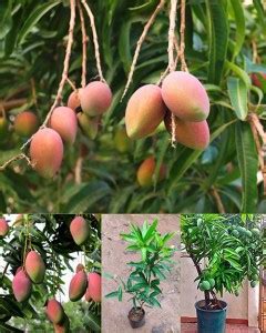 Trothic Mango Plant Price in India - Buy Trothic Mango Plant online at ...