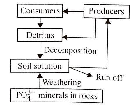 Study the given flow chart and select the correct statement regarding ...