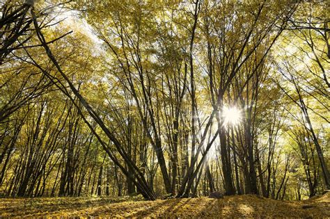 Real Nature 的图像结果