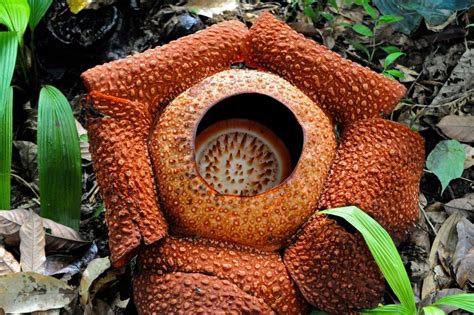 Native Asian Plants: A Guide to Growing Exotic Species