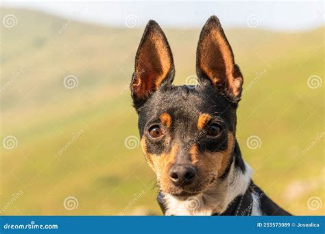 Black And Brown Dogs With Pointy Ears