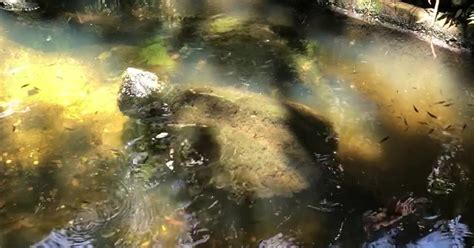 Alligator snapping turtle 'Mac' dies suddenly at Sunken Gardens | FOX ...