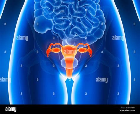 Anatomy of human uterus, illustration Stock Photo - Alamy