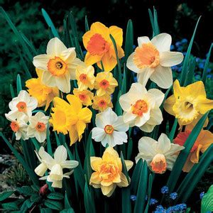 FERNSFLY® IMP. Daffodil Aromatic Flower Bulbs Winter Flower Home Pot ...