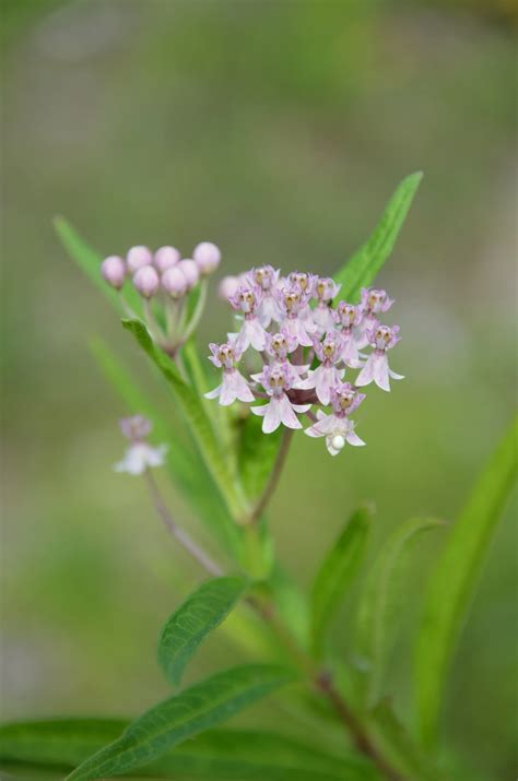 Native Pink Milkweed - Asclepias incarnata — Florida Native Plants Nursery & Landscaping