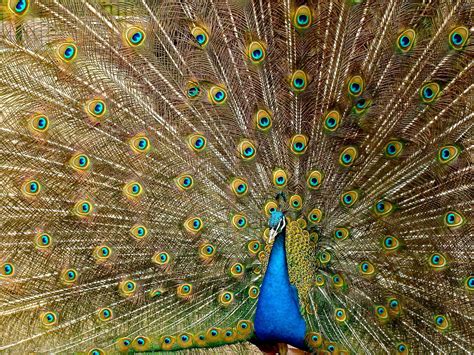 Male vs Female Peacocks: How to Tell the Difference (With Pictures ...