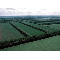 NDLI: Windbreaks And Shelterbelts: Wind Erosion Control In Farming