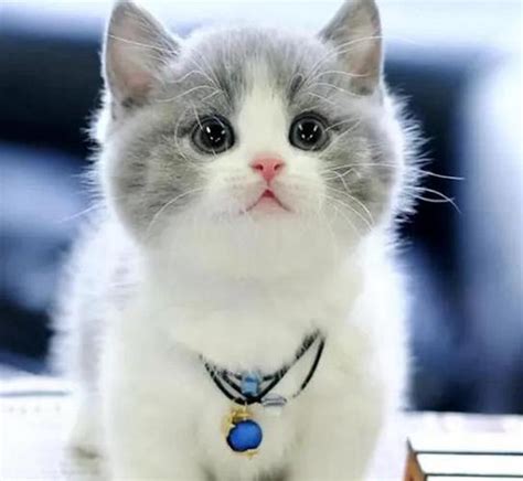一组让你大开眼界的宠物猫品种图片 – 莘羽萌宠网