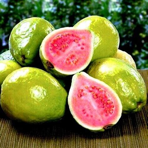 Image result for Lemon Guava Tree