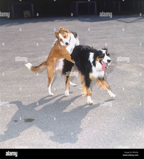 Dogs Mating How To Get Dogs To Mate: Dog Breeding Made Easy