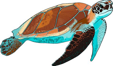 Image result for MagicPad Sea Turtle