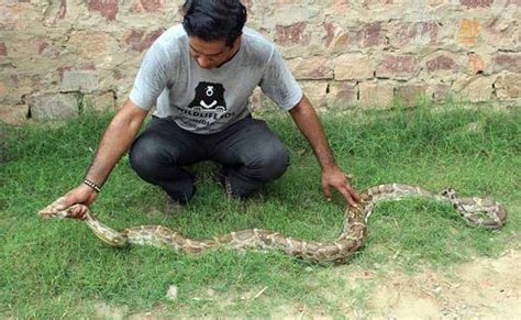Image result for 8 Foot Python