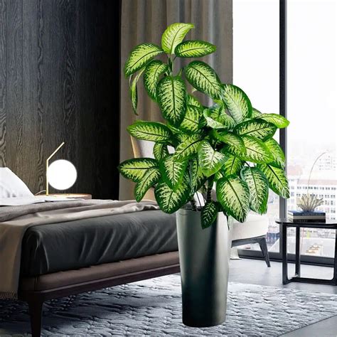 Plants For A Bedroom Bedroom Plants | Add Freshness And Style To Your