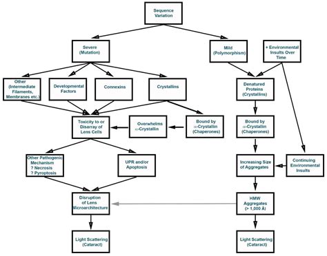 Inherited cataracts: Genetic mechanisms and pathways new and old. - Abstract - Europe PMC