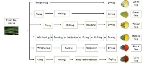 Image result for Tea Processing Steps